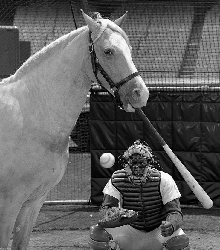 fa79f9aa83f22b0c40cbbf9954988a35--mister-ed-horse-photos.jpg