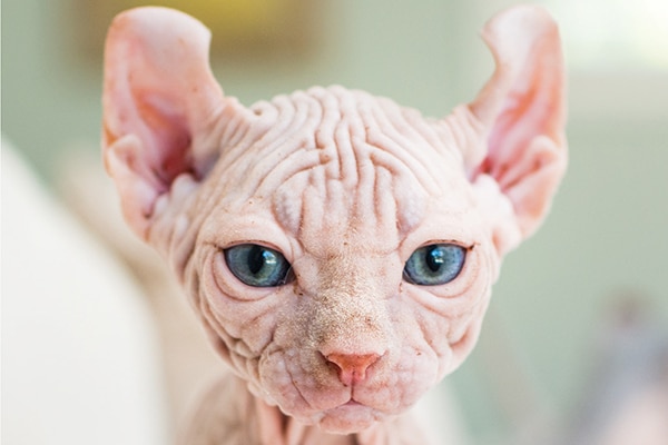 Hairless-cat.jpg