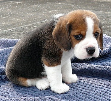 sad-puppy.jpg