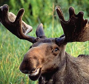 moose.jpg