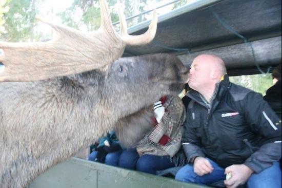 moose-kissing.jpg