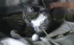 C2GOG.gif