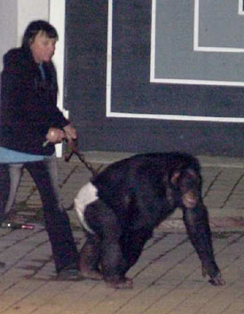 Chimp.jpg