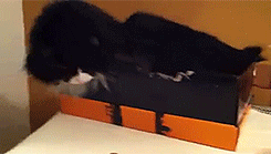 WqwX7Hc.gif