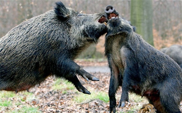 Polish experts have warned of the dangers to humans as the country's wild boar population rises. 