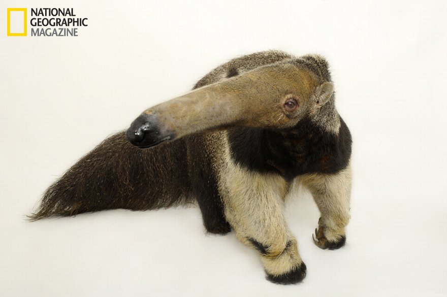 880_01_anteater.jpg