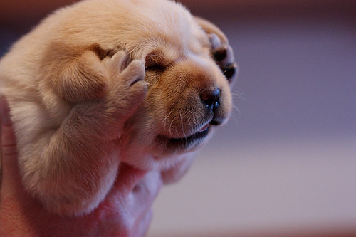 cute-funny-puppy-covering-eyes.jpg