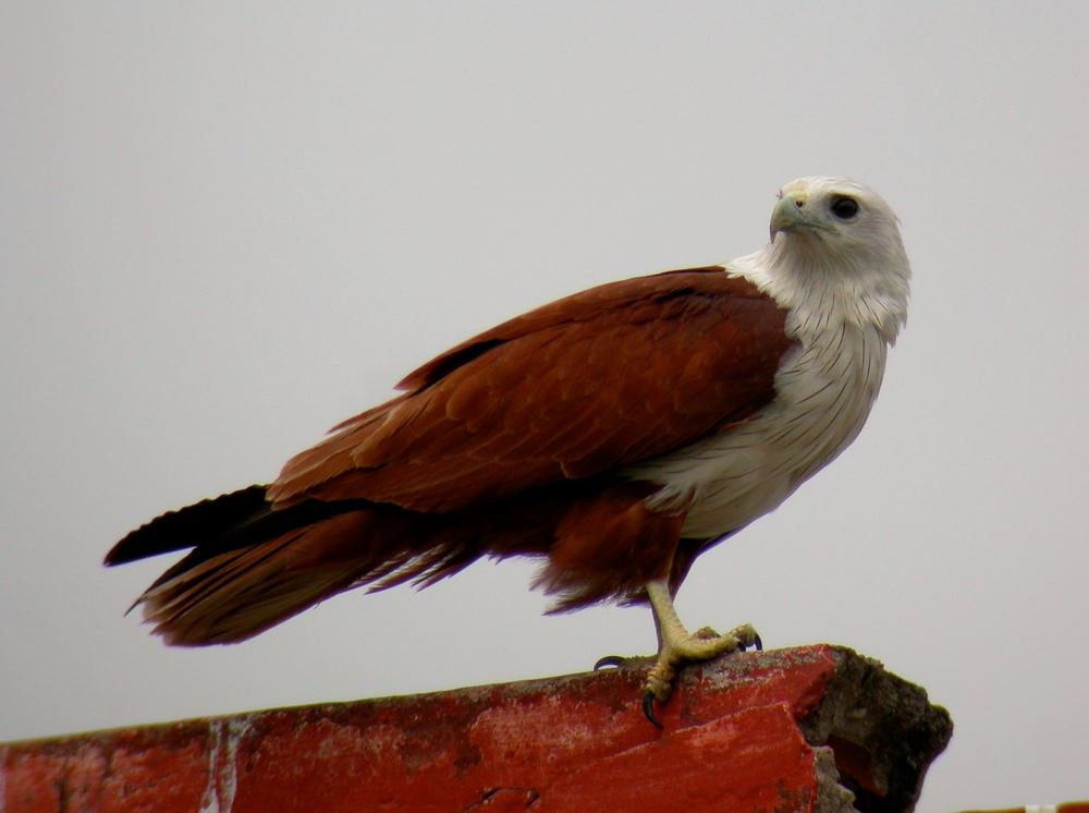 Brahminy_Kite.2c8d0f0.width-1200.ce09b2a.jpg