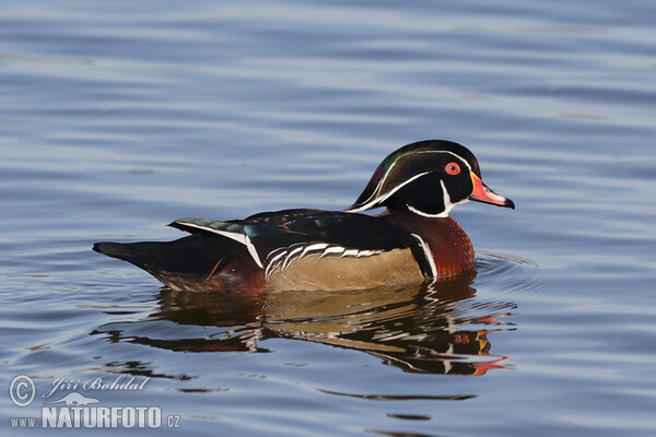 wood-duck-36611.jpg