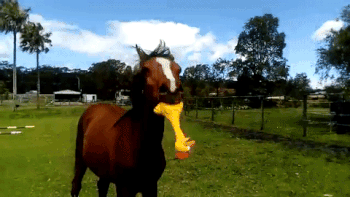 tumblr_ojhzoflL591qzfsnio1_400.gif