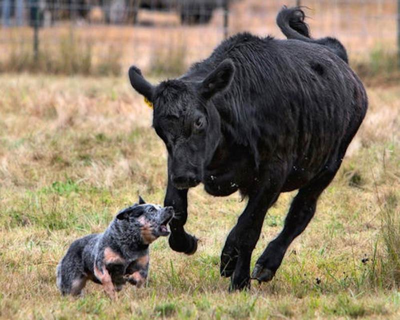 Australian-Stumpy-Tail-Cattle-Dog-image.jpg