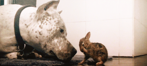 tumblr_miackp2Nkz1s4yd6io1_500.gif