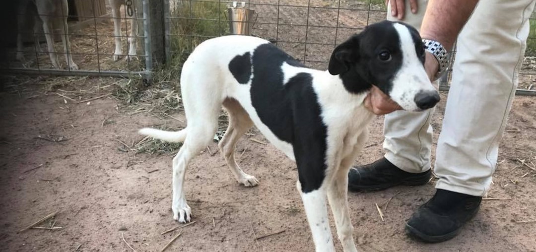 greyhoundcoalition.com