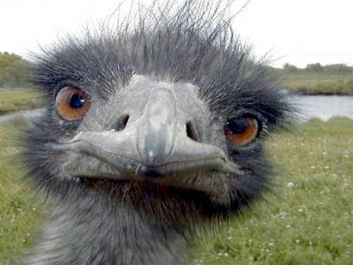 emu-birds.jpg