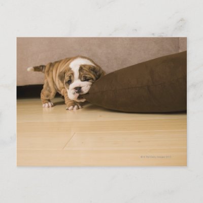 english_bulldog_puppy_biting_pillow_postcard-p239022903573487032envli_400.jpg