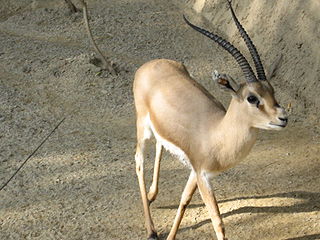 320px-Slender-horned_gazelle_%28Cincinnati_Zoo%29.jpg