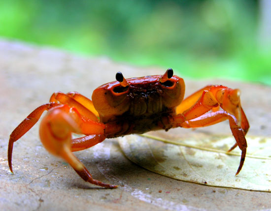 Crab%202.jpg